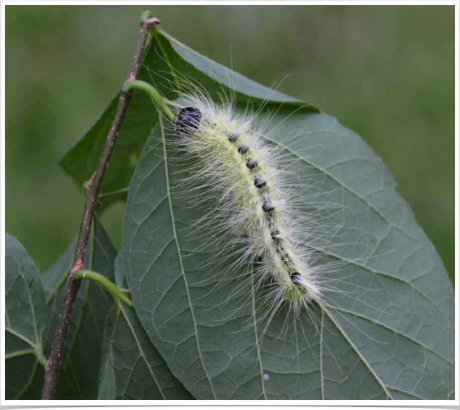 Acronicta rubricoma
Hackberry Dagger (Ruddy Dagger)
Lawrence County, Alabama